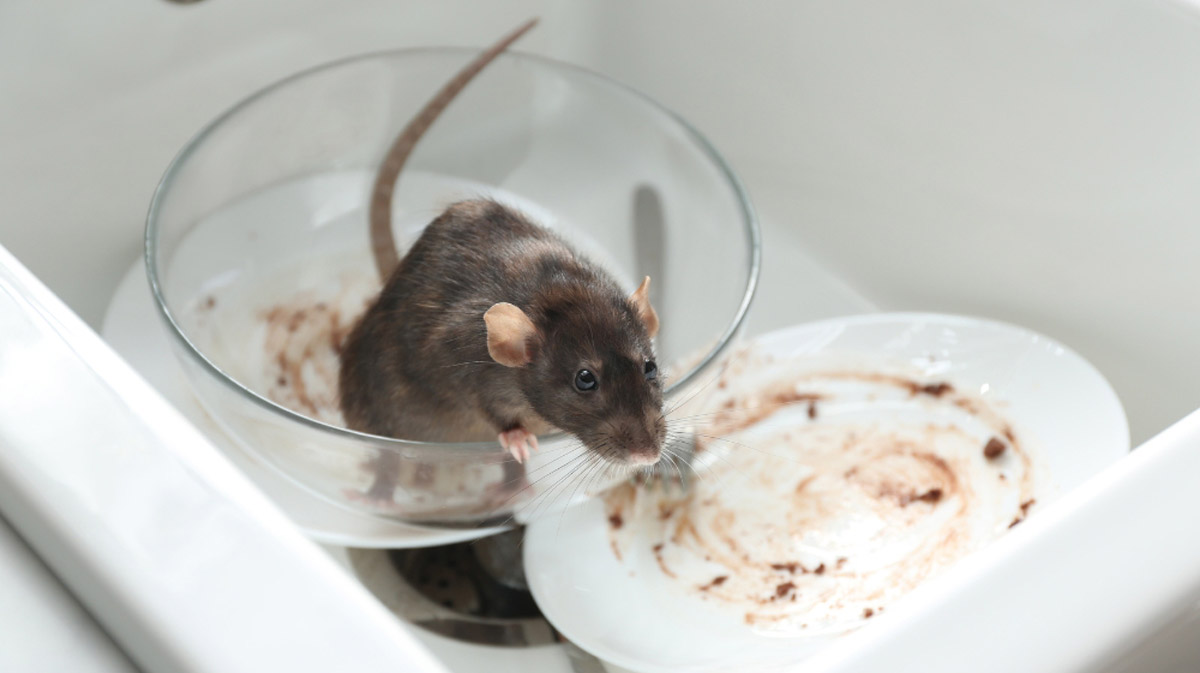 Seasonal Pest Control Services in Dubai