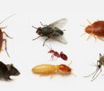 Top 7 Pests in Dubai and How to Get Rid of Them