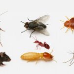 Top 7 Pests in Dubai and How to Get Rid of Them