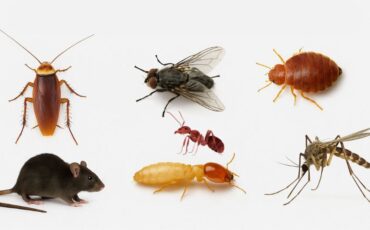 Top 7 Pests in Dubai and How to Get Rid of Them