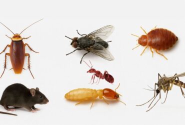 Top 7 Pests in Dubai and How to Get Rid of Them