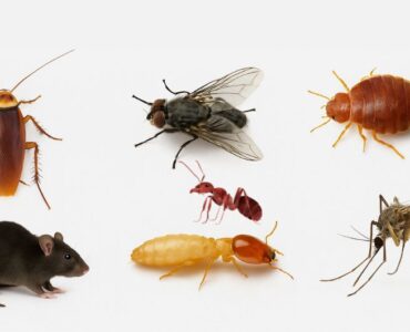 Top 7 Pests in Dubai and How to Get Rid of Them
