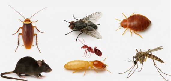 Top 7 Pests in Dubai and How to Get Rid of Them