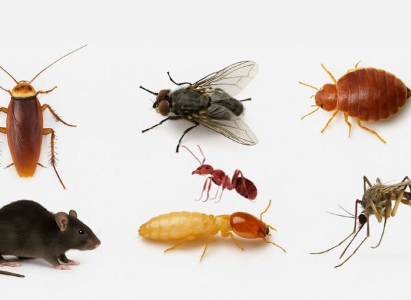 Top 7 Pests in Dubai and How to Get Rid of Them