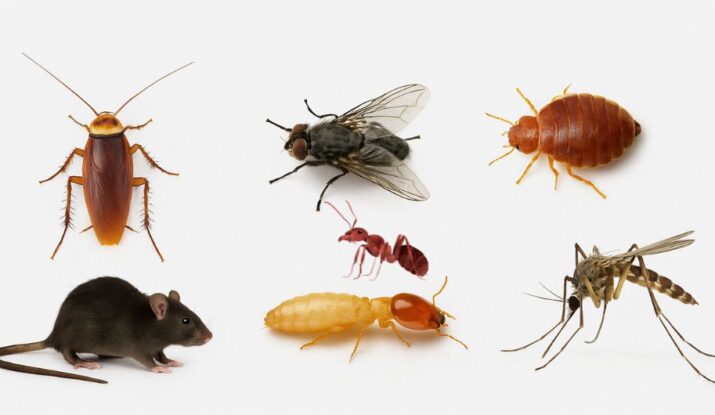 Top 7 Pests in Dubai and How to Get Rid of Them