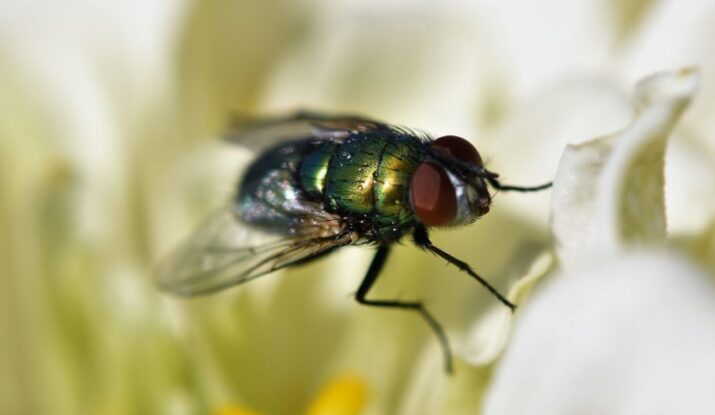 Understanding the Fly Life Cycle and Its Role in Disease Spread