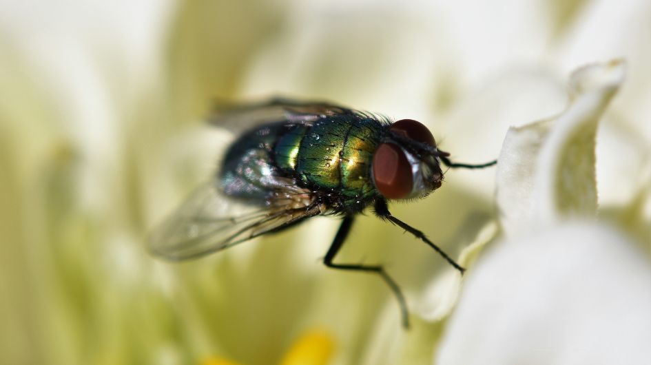Understanding the Fly Life Cycle and Its Role in Disease Spread