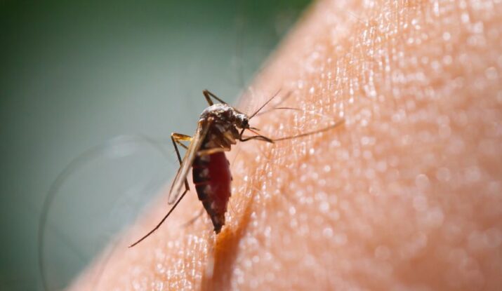 Winter Mosquito Control