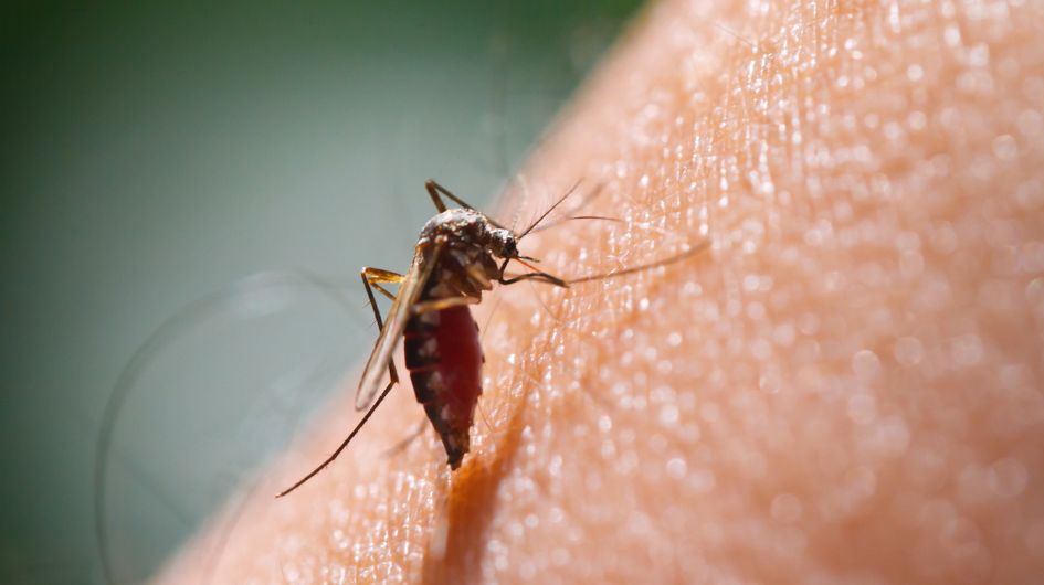 Winter Mosquito Control